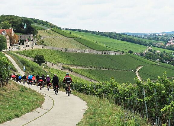 In den Weinbergen oberhalb von Würzburg