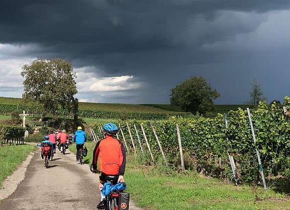 Im Weinbaugebiet Kaiserstuhl