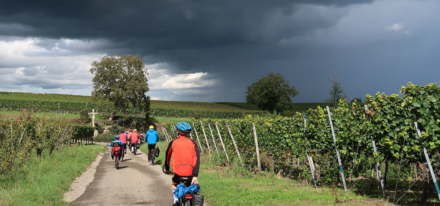 Im Weinbaugebiet Kaiserstuhl